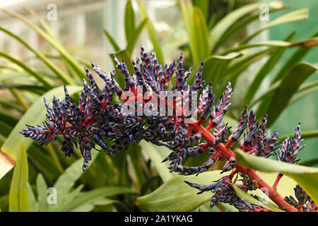 Blütenstiele der Aechmea Blue Tango cultivar Bromeliaceae, bromelie Stockfoto