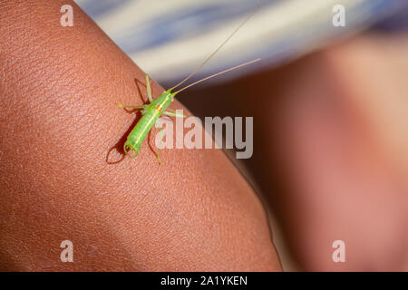 Einzelne männliche Meconema thalassinum, bekannt als die Eiche Bush - Kricket oder Drumming katydid, auf den Arm ein Kind Stockfoto