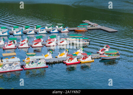 Swan Paddel Tretboote floating am Parkplatz Dock in Sugs One See (Karpfen See), shoufeng Township, Hualien County, Taiwan Stockfoto