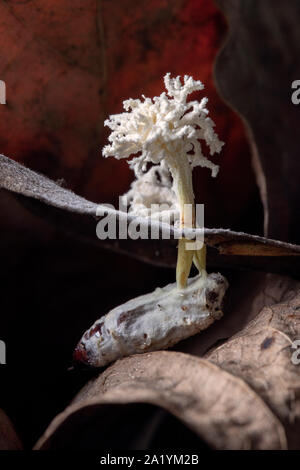 Cordyceps Arten entomopathogenic Fungus parasitizing moth-Rosa Betten Trail - Pisgah National Forest, in der Nähe der Brevard, North Carolina, USA Stockfoto