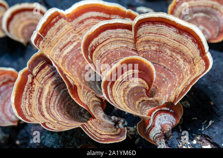 Close-up von falschen Türkei - Schwanz Pilz (Stereum ostrea anerkannt) - Brevard, North Carolina, United States Stockfoto