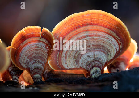 Close-up von falschen Türkei - Schwanz Pilz (Stereum ostrea anerkannt) - Brevard, North Carolina, United States Stockfoto