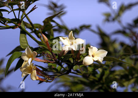 Jasminum officinale 'Clotted Cream'. Creme Jasmin Kletterpflanze Stockfoto
