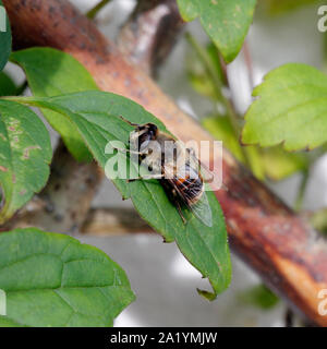 Oder Drohne Fliegen Hoverfly, Eristalis Tenax, Syrphidae, Diptera Stockfoto