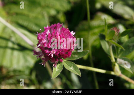 Rotklee, Nahaufnahme einer Blüte. Stockfoto
