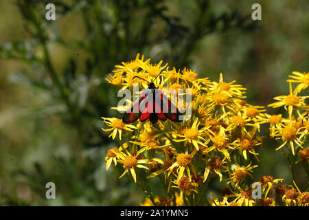 6 spot Burnet, Zygaena Filipendulae Motte Stockfoto