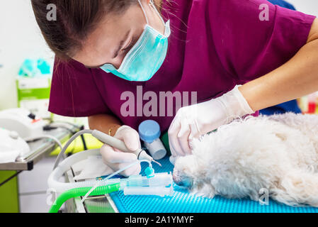Frau Tierarzt Zahnarzt dabei Verfahren der professionellen Zahnreinigung Hund in einer Tierklinik. Narkotisierten Hund in Betrieb. Pet-healthcare Konzept. Stockfoto