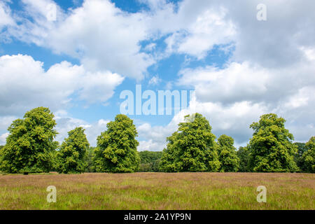 Reihen von Bäumen auf dem Gelände des Kiplin Hall, Scorton, UK. Stockfoto