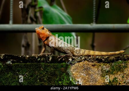 Bunte lizzard Stockfoto