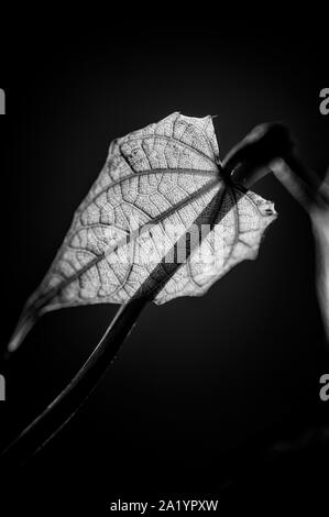 Transparentes Blatt Stockfoto