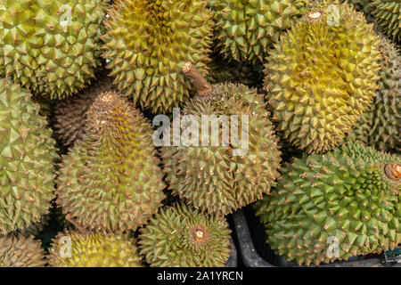 Singapur - 22. März 2019: Chinatown. Nahaufnahme von grünen und braunen Haufen Durian Frucht. Stockfoto