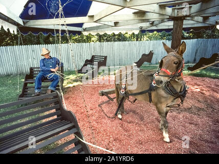 Ein Maultier und seinen alten Meister trägt blaue Overalls und einen Strohhut warten für Reiter auf der alten Zeit Picknick Swing, ein Tier - zog Merry-go-round Neuerfindung aus dem vorigen Jahrhundert, die Ozark Folk Center, eine lebendige Geschichte State Park in Mountain View, Arkansas, USA einzigartig ist. Das maultier ist hitched durch einen Kabelbaum zu einem Boom, dass die Stühle aus Holz in einer langsamen Kreis zieht, ein Favorit reiten heute für Kinder in den Park, der für die Erhaltung der Ozarks kulturelles Erbe und Traditionen gewidmet ist. Die historische Fahrt wurde ursprünglich in den frühen 1900er Jahren als "COURTIN' Swing bekannt." Stockfoto