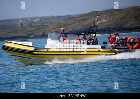 Baltimore Sea Safari Rippe Stockfoto