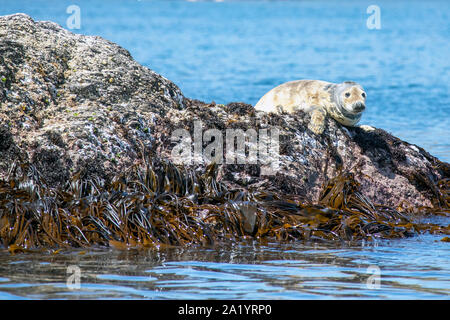 Dichtung auf Baltimore Sea Safari Stockfoto