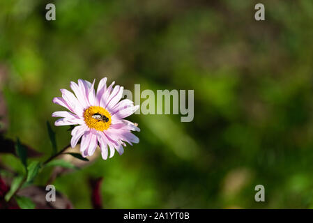 Kamille Blüte. Eine kleine Biene Nektar sammeln auf Daisy. Stockfoto