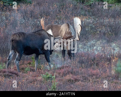 Bullmoose im Denali National Park, Alaska Stockfoto