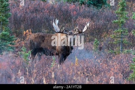 Bullmoose im Denali National Park, Alaska Stockfoto