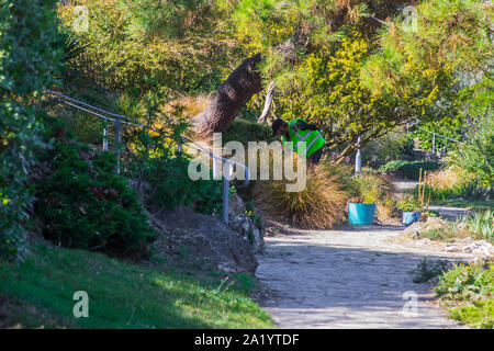 18. September 2019 ein Steingarten Freund arbeiten in der Portsmouth Rock Garden an einem heissen Herbst Tag im September Stockfoto