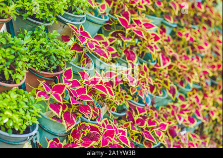 Wand aus violetten Blumen in Töpfen. Gartenkonzept Stockfoto