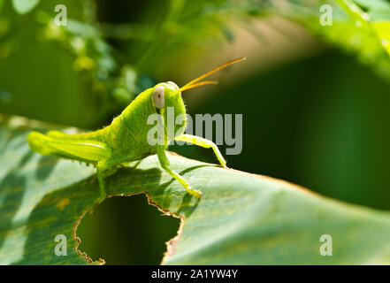 Eine Makroaufnahme eines jungen Grasshopper ruht auf einem grünen Blatt mit Sonne von hinten Stockfoto