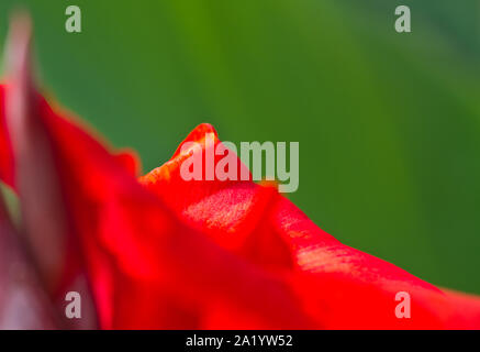 Nahaufnahme der Canna spp Petalen mit den unscharfen Hintergrund aus den umliegenden Laub Stockfoto