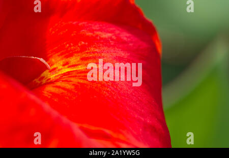 Nahaufnahme der Canna spp Petalen mit den unscharfen Hintergrund aus den umliegenden Laub Stockfoto