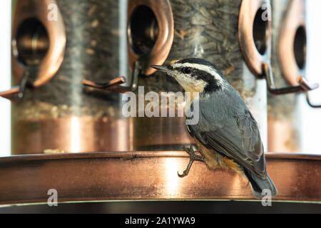 Red-breasted Kleiber an einem Bird Feeder Stockfoto