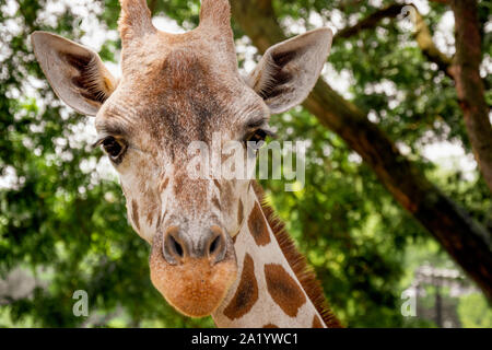 Entzückendes Porträt einer Giraffe im Zoo Stockfoto
