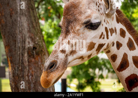 Entzückendes Porträt einer Giraffe im Zoo Stockfoto