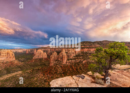 Ein bewölkter Sonnenuntergang über dem Wacholder auf einem Riff nach einem Sturm im Monument Canyon in Colorado National Monument in Fruita, Colorado. Stockfoto