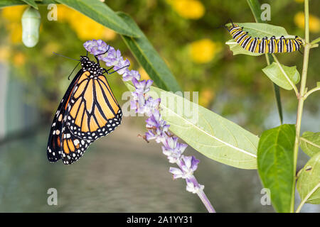 Monarch Trinity: Puppe, Raupe und Schmetterling, Danaus Plexippus, auf milkweed Stockfoto