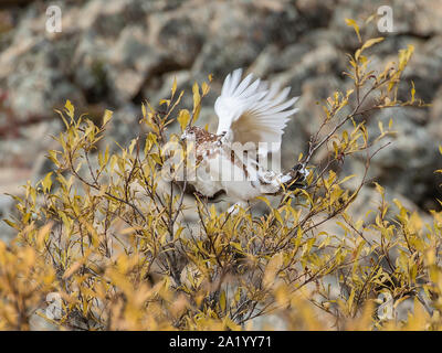 Willow oder Red Ptarmigan Male im Denali National Park Stockfoto