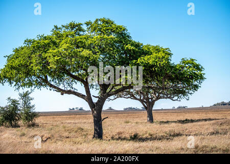 Serengeti Landschaften mit schönen Akazien. Stockfoto