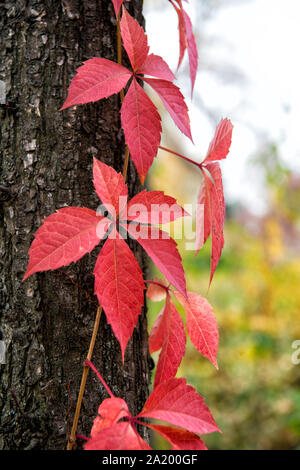 Herbst Färbung. Laubabwerfende Kletterpflanze im Herbst. Virginia Creeper Anlage auf Baumstamm Hintergrund. Efeu Blätter Farbe ändern. Anlage Laub rot. Wilde Pflanze auf Herbst Landschaft. Herbst Farbe. Stockfoto