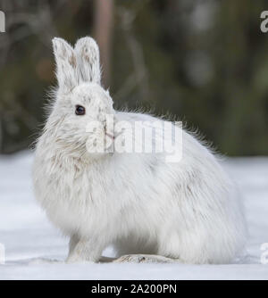 Schneeschuhhaare in Alaska Stockfoto