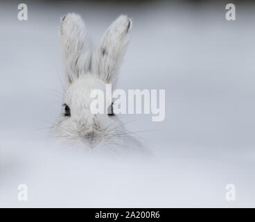 Schneeschuhhaare in Alaska Stockfoto