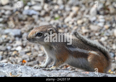 Harris' Antelope Squirrel in Nevada Stockfoto