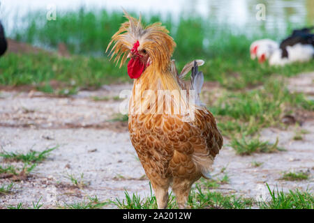 Buff geschnürt Polnischen Huhn mit Wappen von Federn - Davie, Florida, USA Stockfoto