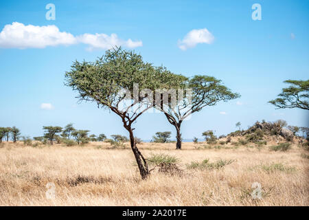 Serengeti Landschaften mit schönen Akazien. Stockfoto