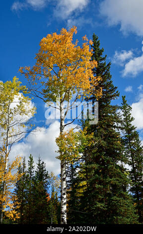 Bäume wachsen und wachsen hoch in ländlichen Alberta Kanada Stockfoto