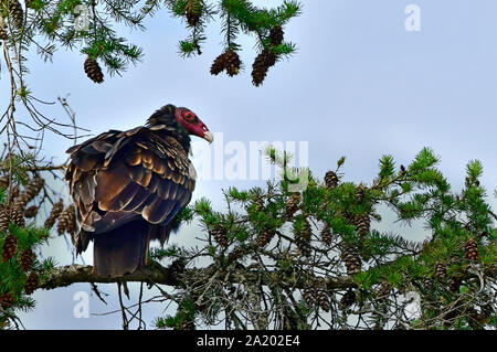 Eine wilde Truthahngeier (Cathartes Aura), auf einem Ast entlang der Küste von Vancouver Island in British Columbia Kanada thront. Stockfoto