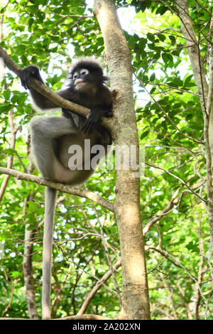 Dusky Blatt monkey (Brillenbär langur) auf Baum im Wald mit natürlichen, grünen Hintergrund in Khao Sam Roi Yot Nationalpark, Thailand Stockfoto