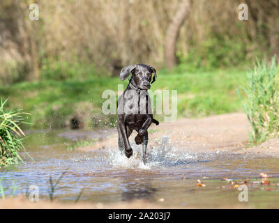 Weimaraner Hund spielen und laufen im Wasser Stockfoto