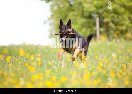 Deutscher Schäferhund Hund spielen und wieder Stick Stockfoto