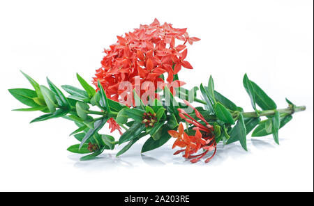 Ixora Blume auf weißem Hintergrund Stockfoto