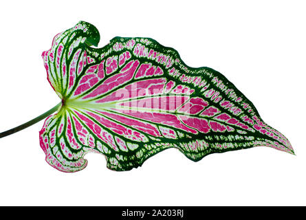 Caladium bicolor auf weißem Hintergrund Stockfoto