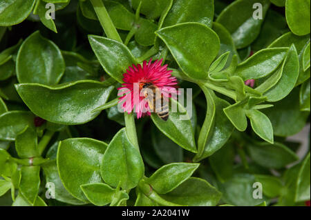 Fliegen Honey Bee Pollen sammeln Bei rosa Blume. Biene über die violette Blume in grün Blatt hintergrund Fliegen Stockfoto