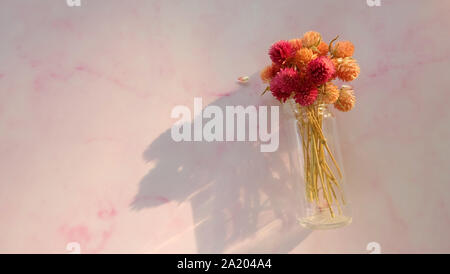 Ein Bündel von bunten getrocknet Globus amaranth Blumen in einer Glasflasche, auf einem rosa Hintergrund, mit leeren Raum auf der linken Seite. Stockfoto