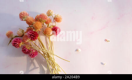 Ein Bündel von bunten getrocknet Globus amaranth Blumen auf einem rosa Hintergrund, mit leeren Raum auf der rechten Seite. Stockfoto