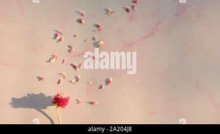 Getrocknete magenta Globus amaranth Blume, Blütenblätter vom Blütenkopf verbreiten. Stockfoto